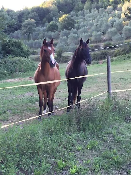 Chalet Casale In Val D Orcia Villa Sarteano